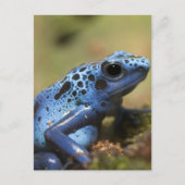 Blue Poison Dart Frog Briefkaart (Voorkant)