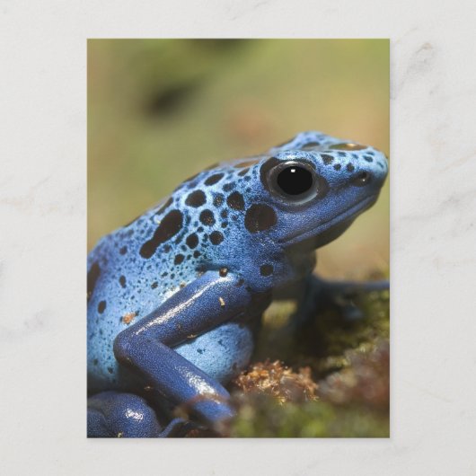 Blue Poison Dart Frog Briefkaart (Voorkant)