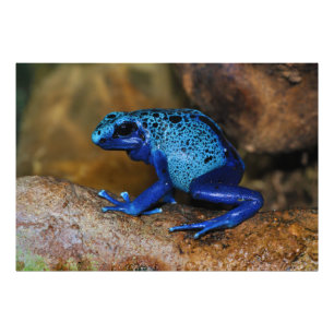 Blue Poison Dart Frog Dendrobates Azureus Foto Afdruk