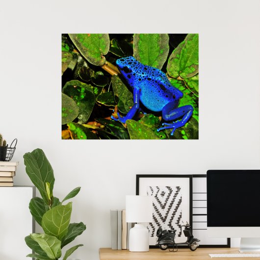 Blue Poison Dart Frog Dendrobates azureus Poster (Thuiskantoor)