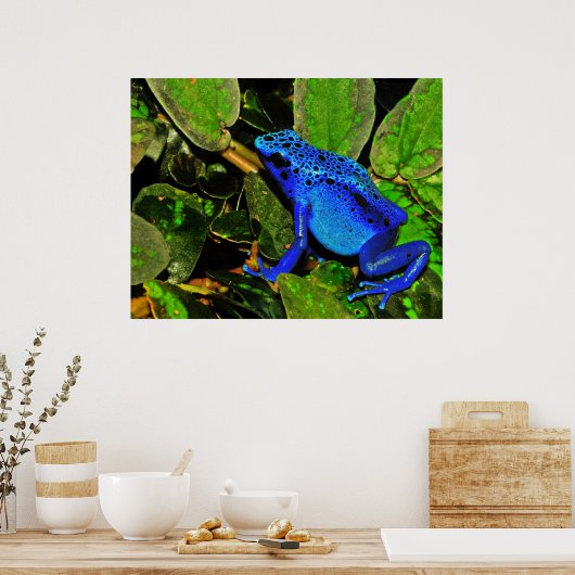 Blue Poison Dart Frog Dendrobates azureus Poster (Keuken)