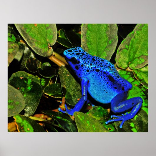 Blue Poison Dart Frog Dendrobates azureus Poster (Voorkant)