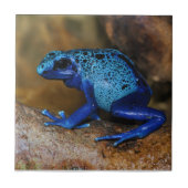 Blue Poison Dart Frog Dendrobates Azureus Tegeltje (Voorkant)