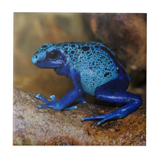 Blue Poison Dart Frog Dendrobates Azureus Tegeltje (Voorkant)