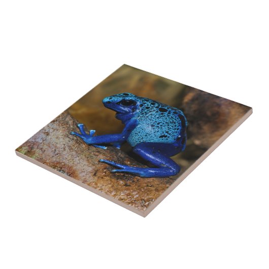 Blue Poison Dart Frog Dendrobates Azureus Tegeltje (Zijkant)