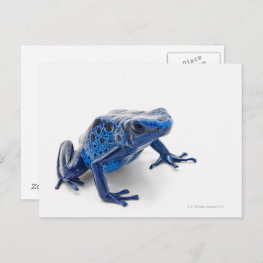 Blue Poison Dart Frog (Dendrobates Tinctorius) Briefkaart (Voorkant / Achterkant)