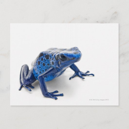 Blue Poison Dart Frog (Dendrobates Tinctorius) Briefkaart (Voorkant)