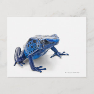 Blue Poison Dart Frog (Dendrobates Tinctorius) Briefkaart