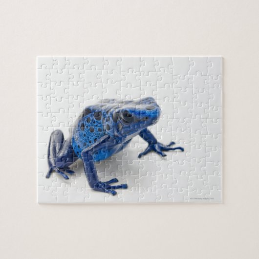Blue Poison Dart Frog (Dendrobates Tinctorius) Legpuzzel (Horizontaal)