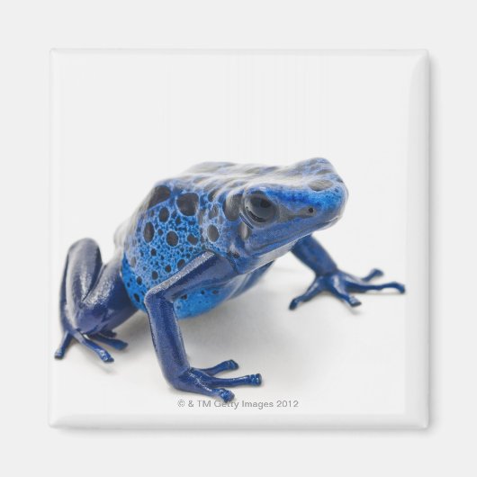 Blue Poison Dart Frog (Dendrobates Tinctorius) Magneet (Voorkant)