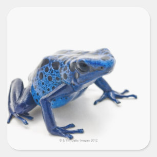 Blue Poison Dart Frog (Dendrobates Tinctorius) Vierkante Sticker