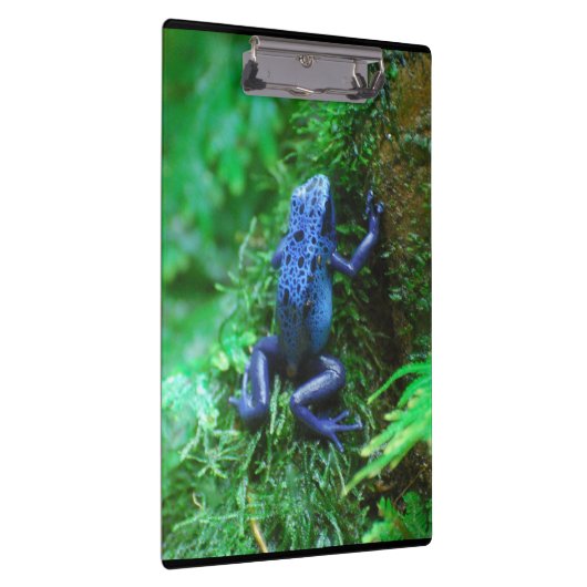 Blue Poison Dart Frog Klembord (Rechts)