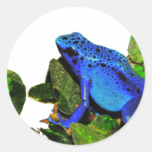 Blue Poison Dart Frog Ronde Sticker (Voorkant)
