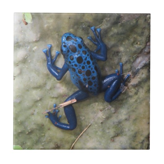 Blue Poison Dart Frog Tegeltje (Voorkant)