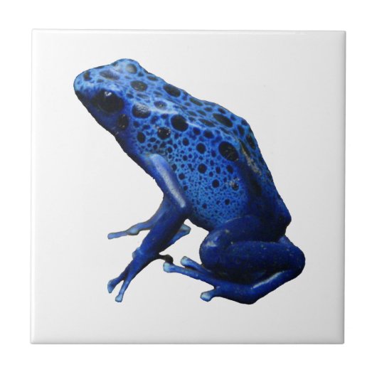 Blue Poison Dart Frog Tegeltje (Voorkant)