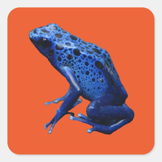 Blue Poison Dart Frog Vierkante Sticker (Voorkant)