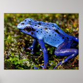 Blue Poisonous Dart Frog Poster (Voorkant)