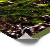 Blue Poisonous Dart Frog Poster (Hoek)