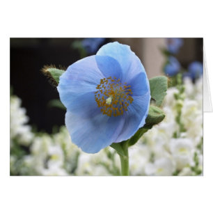 Blue Poppy Card