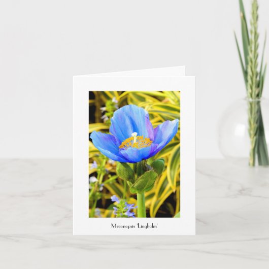 Blue Poppy Folded Note Kaart (Voorkant)
