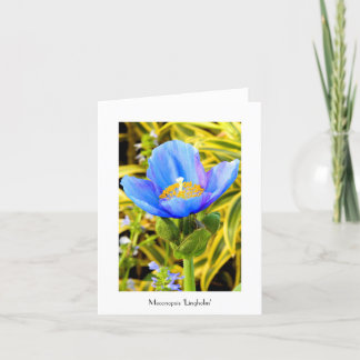Blue Poppy Folded Note Kaart
