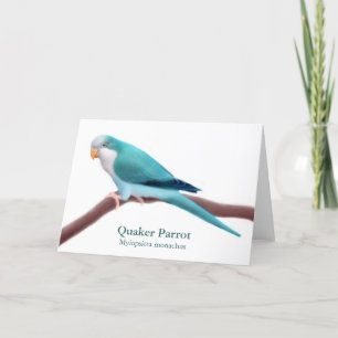 Blue Quaker Parrot Wenskaart Kaart
