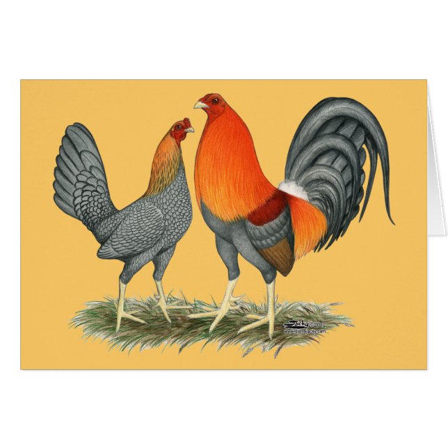 Blue Red Gamefowl (Voorkant Horizontaal)