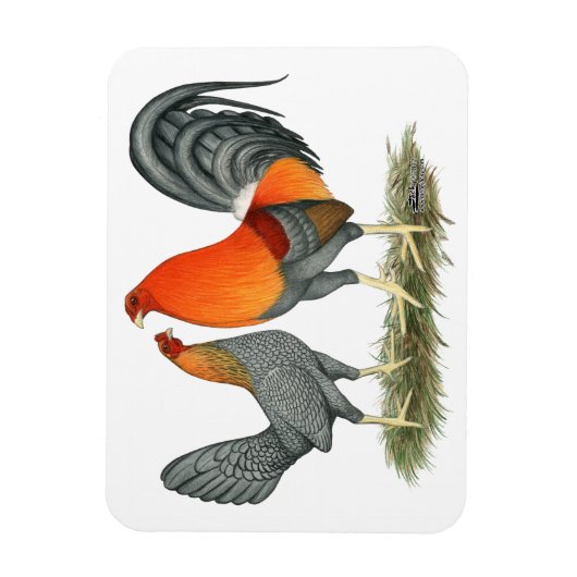 Blue Red Gamefowl Magneet (Verticaal)