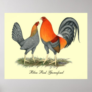 Blue Red Gamefowl Poster