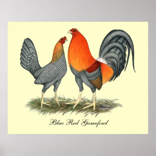 Blue Red Gamefowl Poster (Voorkant)