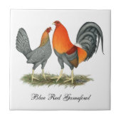 Blue Red Gamefowl Tegeltje (Voorkant)
