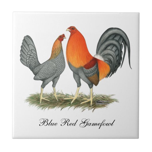 Blue Red Gamefowl Tegeltje (Voorkant)