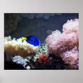 Blue Regal Tang Poster (Voorkant)