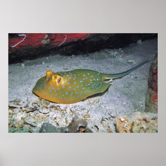 Blue Ribbon Tail Stingray Poster (Voorkant)