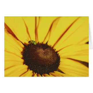 Blue Ridge Black-Eyed Susan
