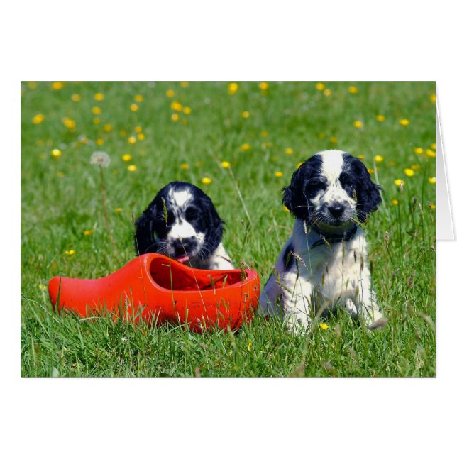 Blue Roan Cocker Spaniels (Voorkant Horizontaal)