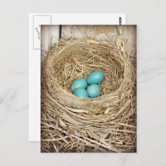 Blue Robin Egg Photographic Briefkaart (Voorkant / Achterkant)