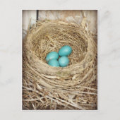 Blue Robin Egg Photographic Briefkaart (Voorkant)