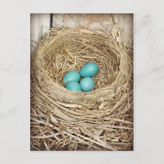 Blue Robin Egg Photographic Briefkaart (Voorkant)