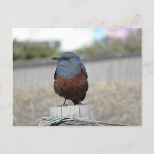 Blue Rock Thrush Briefkaart