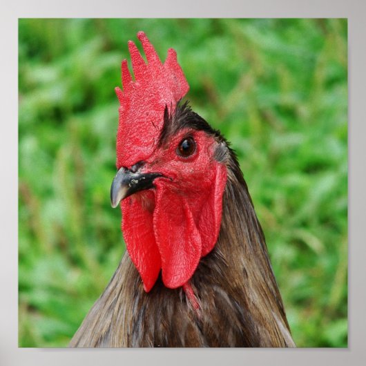 Blue Rooster Poster (Voorkant)