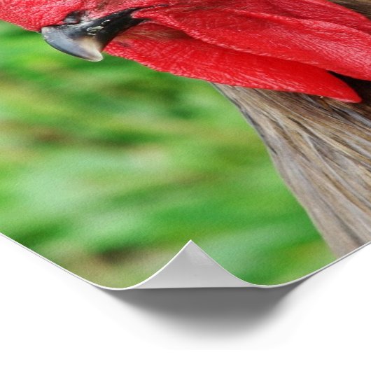 Blue Rooster Poster (Hoek)