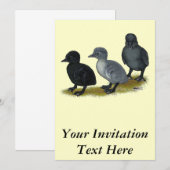 Blue Runner Ducklings Kaart (Voorkant / Achterkant)