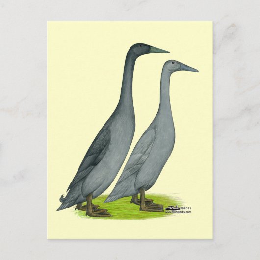 Blue Runner Ducks Briefkaart (Voorkant)