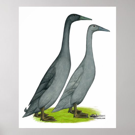 Blue Runner Ducks Poster (Voorkant)
