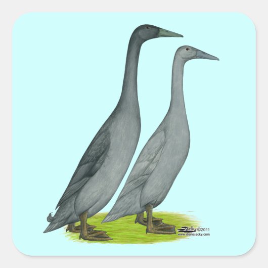 Blue Runner Ducks Vierkante Sticker (Voorkant)