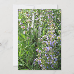 Blue Sage Flowers Aangepaste Uitnodigingen