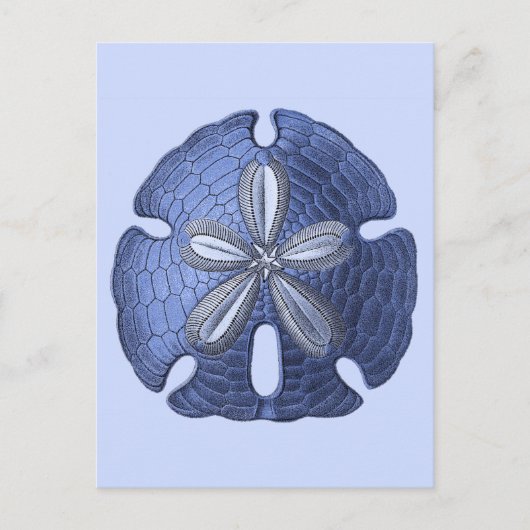 Blue Sand Dollar Briefkaart (Voorkant)