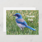  Blue Scrub Jay Bird Foto bedankt Briefkaart (Voorkant / Achterkant)