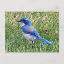  Blue Scrub Jay Bird Foto